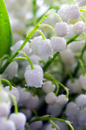 Close up of Lily of the valleyの写真素材
