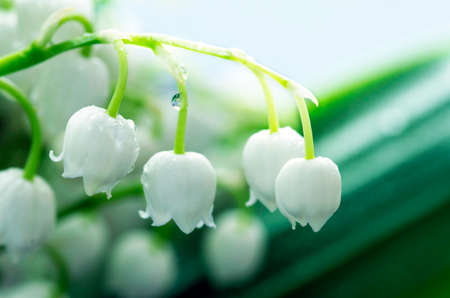 Close up of Lily of the valleyの写真素材