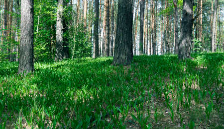 Blooming Lily of the valley in spring garden with shallow focusの写真素材