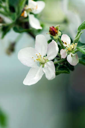 Cherry blossom closeup over natural 