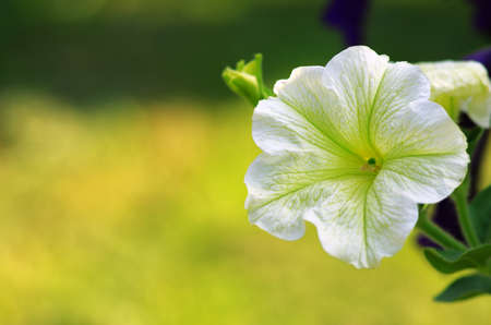 many white  petunia flowers in gardenの写真素材