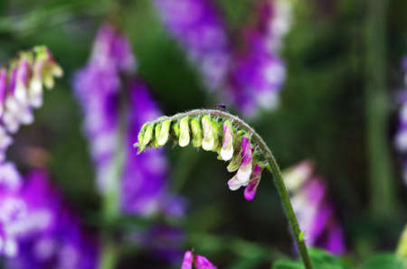 abstract violet flowers on field の写真素材