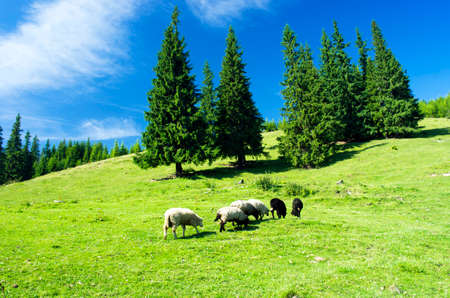 lock of sheep in the Carpathian mountains. Ukraine, Europe の写真素材