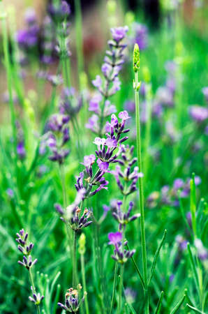 macro of lavender plantの写真素材