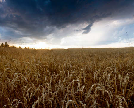 Colorful sunset over wheat field. の写真素材