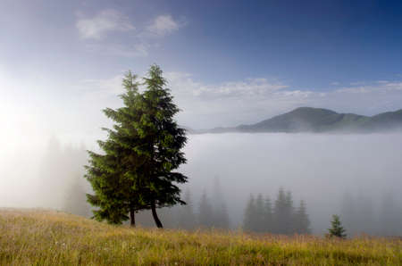 evening mountain plateau landscape (Carpathian, Ukraine)の写真素材
