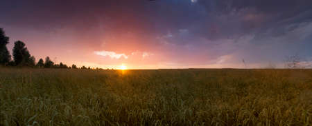 Colorful sunset over wheat field. 