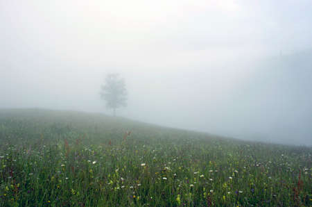 evening mountain plateau landscape (Carpathian, Ukraine)の写真素材