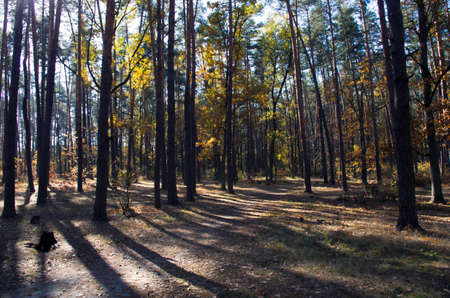 Collection of Beautiful Colorful Autumn Leaves / green, yellow, orange, redの写真素材