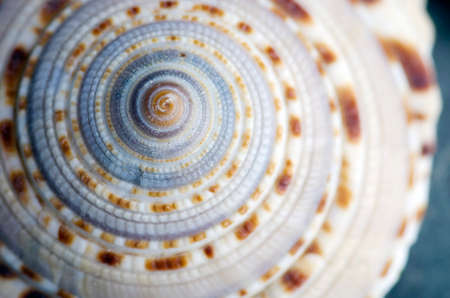 Natural spa elements- seashell with starshell and stones on whiteの写真素材