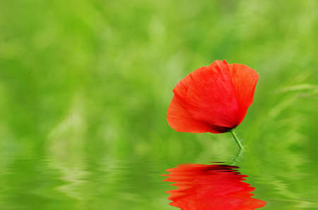 Red poppies blooming in the wild meadowの写真素材