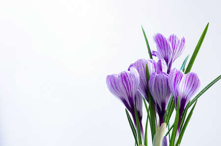Spring flowers isolated on white backgroundの写真素材