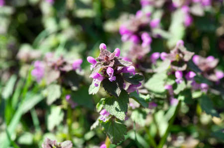 flower of prunella vulgaris over natural background