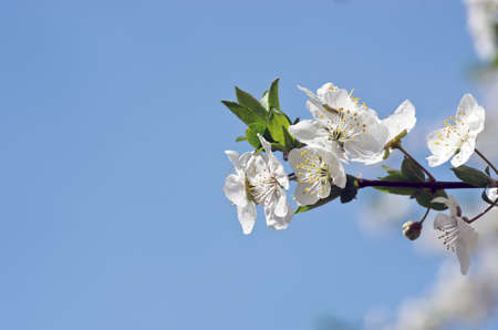 Cherry blossom closeup over natural backgroundの写真素材