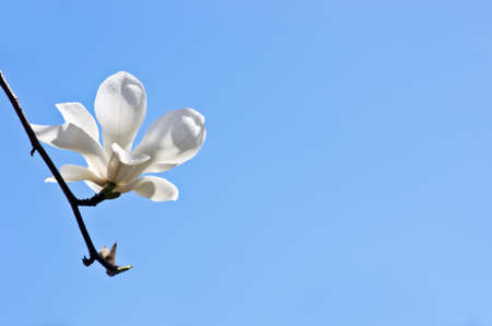 Beautiful Flowers of a Magnolia Treeの写真素材
