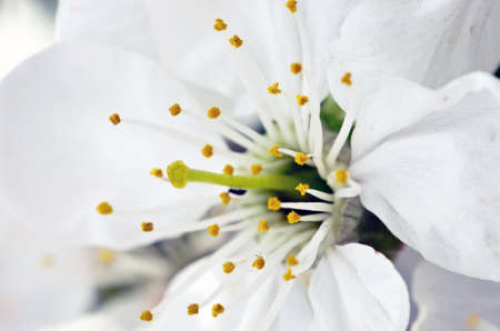 Cherry blossom closeup over natural backgroundの写真素材