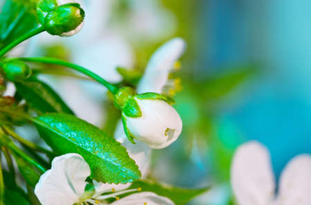 Cherry blossom closeup over natural backgroundの写真素材