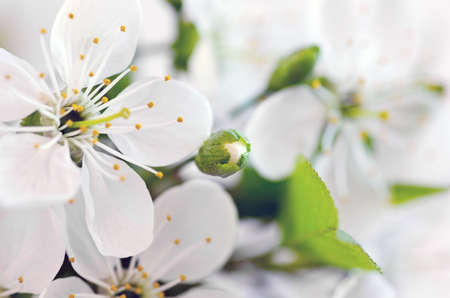 Cherry blossom closeup over natural backgroundの写真素材
