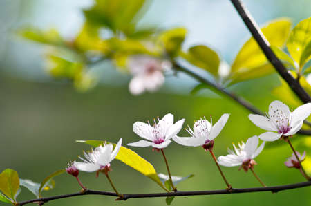 Cherry blossom closeup over natural background
