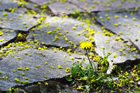 Yellow blooming dandelions growing between paving.の写真素材