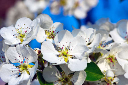 Spring blooming flowers branchの写真素材
