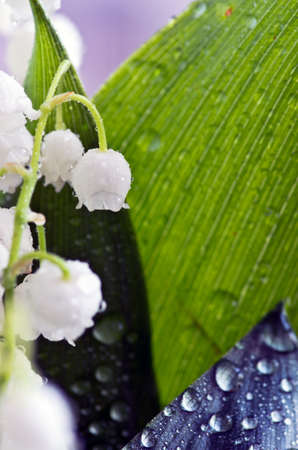 Close up of Lily of the valleyの写真素材