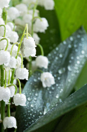 Close up of Lily of the valleyの写真素材