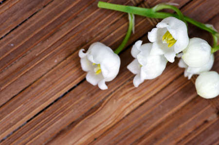 Close up of Lily of the valleyの写真素材