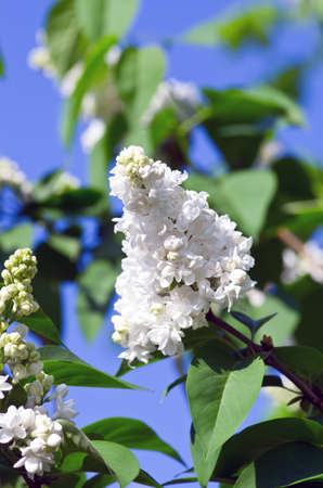 Branch of lilac flowers with the leavesの写真素材