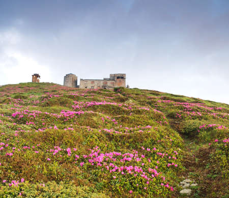 Magic pink rhododendron flowers in the mountains. Summer sunriseの写真素材