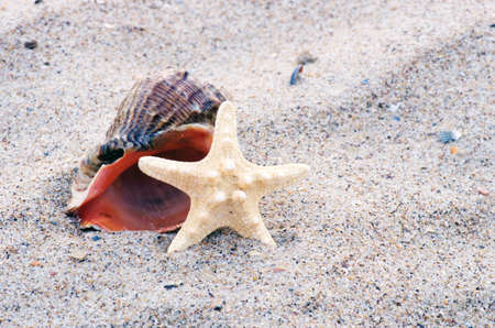 sea shells with sand as background