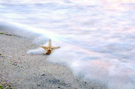 sea star with sand as backgroundの写真素材