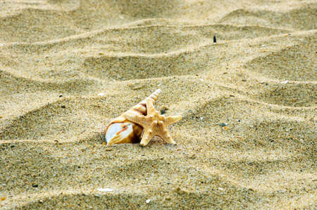 sea shells with sand as background
