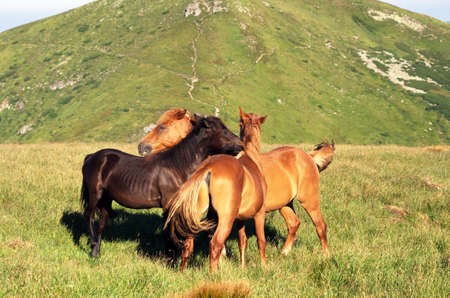 horses on the mountain pasture with mountains in the backgroundの写真素材