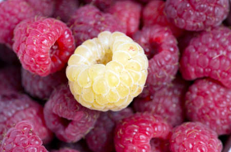 A beautiful selection of freshly picked ripe red raspberries