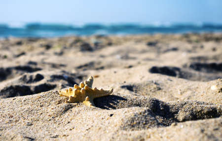 sea shells with sand as backgroundの写真素材
