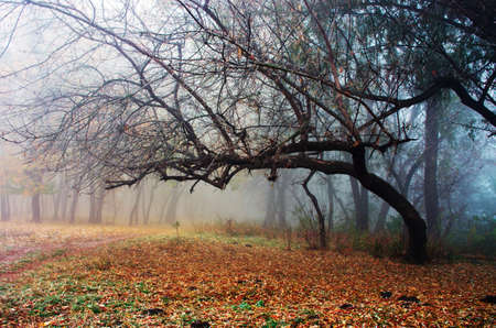 Fog morning in autumn forestの写真素材