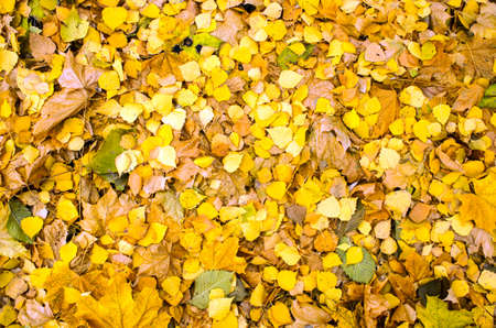 Above view of autumnal yellow leaves on the land