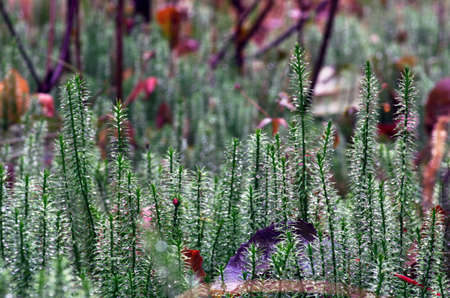 Stiff clubmoss (Lycopodium annotinum) in summerの写真素材
