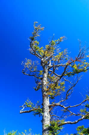 Paints fantastic fall in the Carpathian Mountainsの写真素材