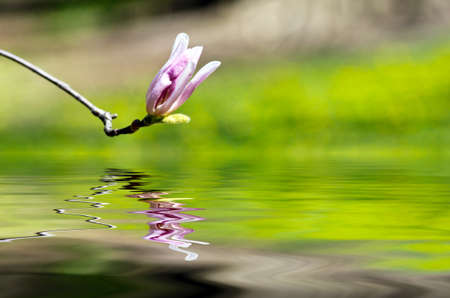 Beautiful Flowers of a Magnolia Treeの写真素材
