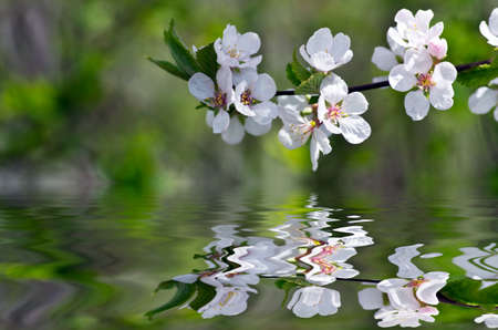 Spring blooming flowers branchの写真素材