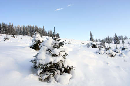 winter calm mountain landscape with rime and snow covered spruce trees (view from Bukovel ski resort (Ukraine)の写真素材