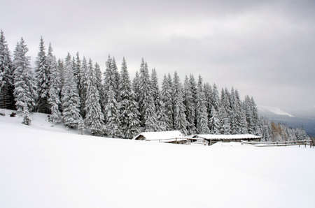 winter calm mountain landscape with rime and snow covered spruce trees (view from Bukovel ski resort...