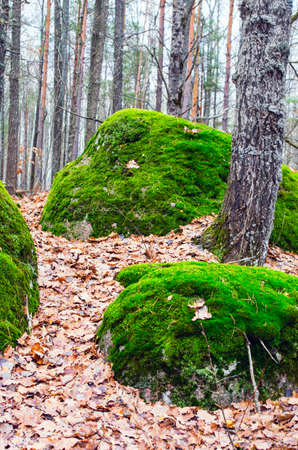 The tract stone village, Zhytomyr region village of Rudnya- Zamyslovichskayaの写真素材