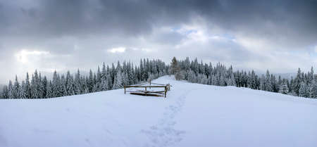 Frozen winter forest in the fog. Carpathian, Ukraineの写真素材