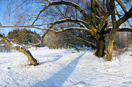 Winter landscape of frosty trees, white snow and blue skyの写真素材