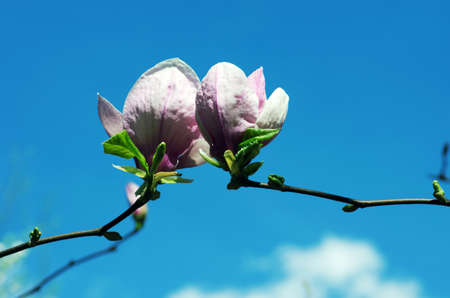 Blossoming of magnolia flowers in spring timeの写真素材