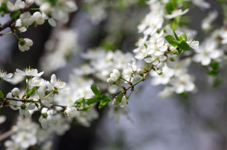 Spring blossom background - abstract floral border of green leaves and white flowers