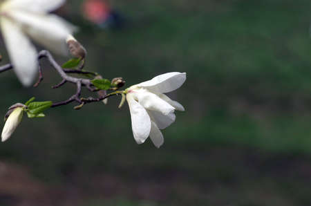 White magnolia flower against the sky close-upの写真素材